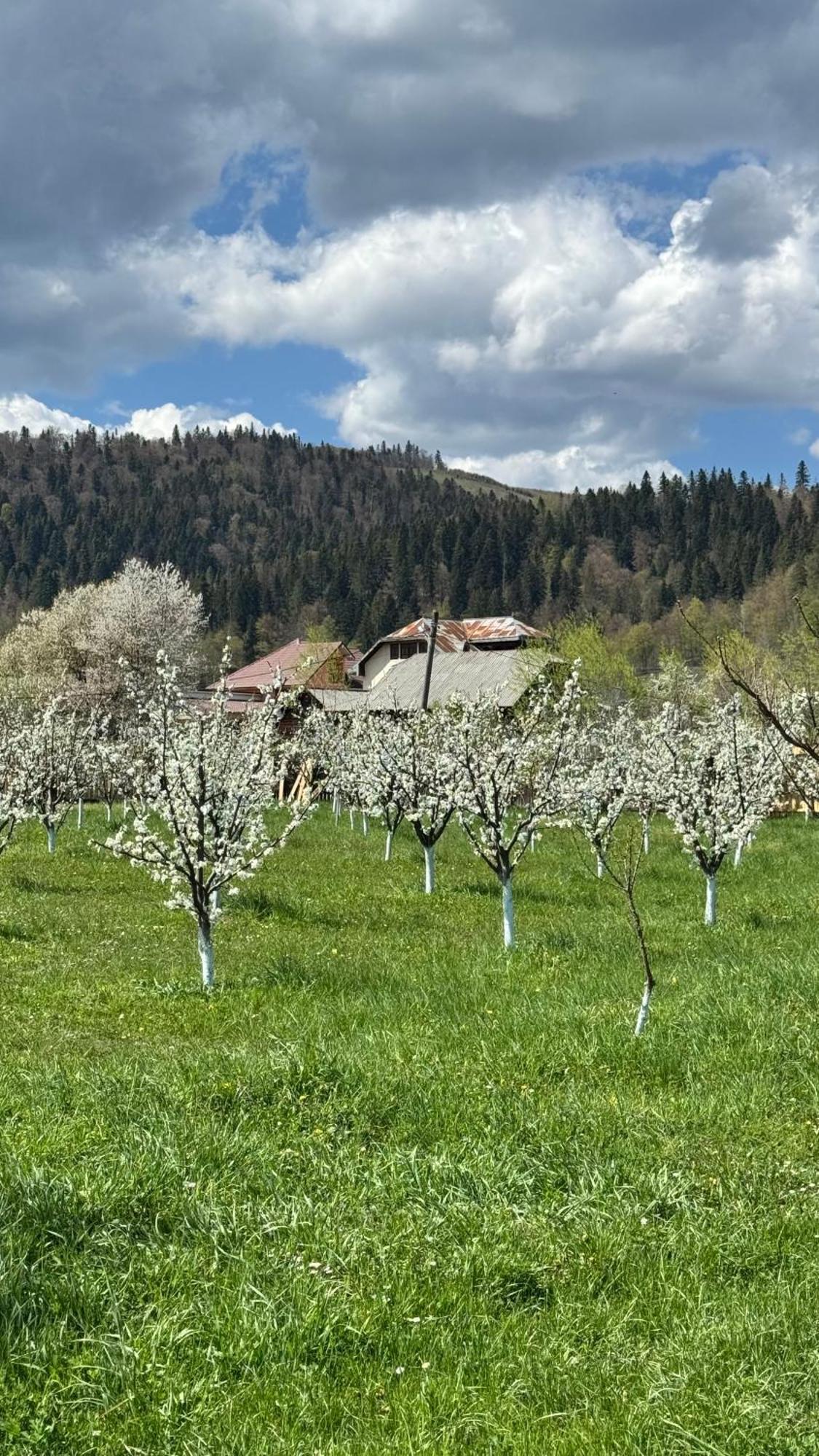 Moonlake Chalet Gainesti Екстериор снимка